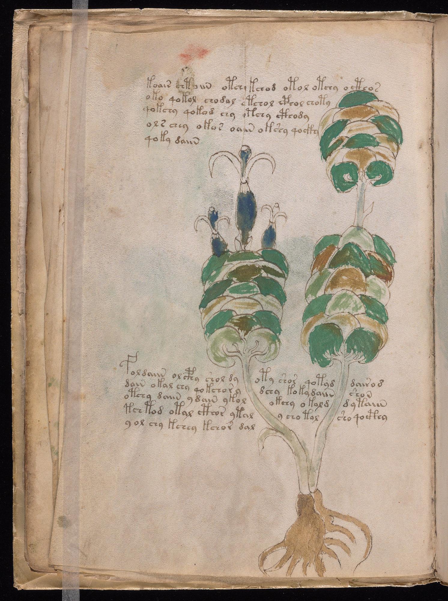 Herbal Page 24